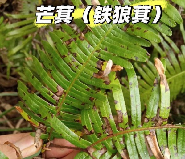 米配资 芒萁酷似蜈蚣，曾被当柴烧，实则价值高！