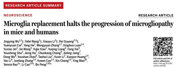 华盈策略 《科学》刊发上海科学家成果：小胶质细胞替换疗法有效阻断致命性遗传脑病进展